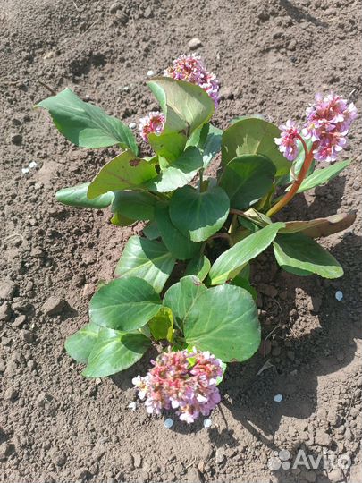 Бадан розовый