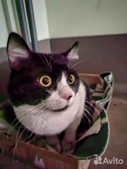 Котик в Добрые руки