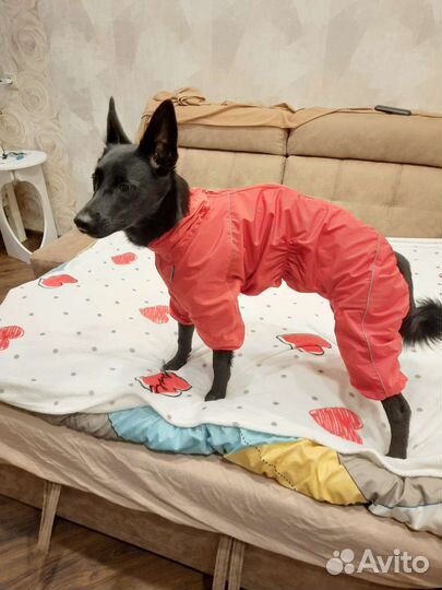 Комбинезон для средней собаки