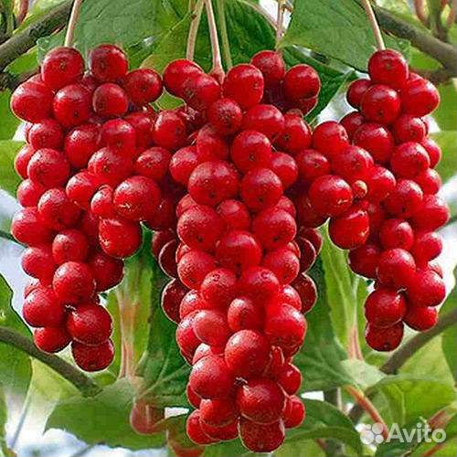 Лимонник китайский