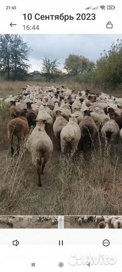 Овцы бараны