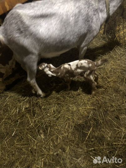 Нубийские козлята