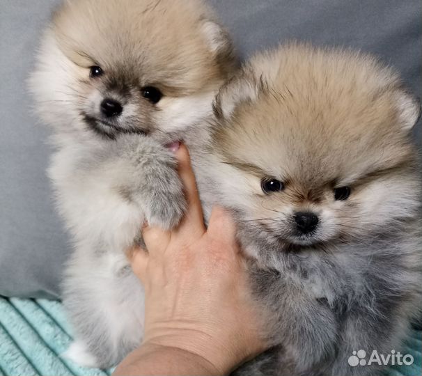 Шпицы мишки мини и микро крем-соболь