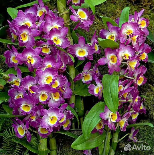 Орхидея дендробиум Нобиле