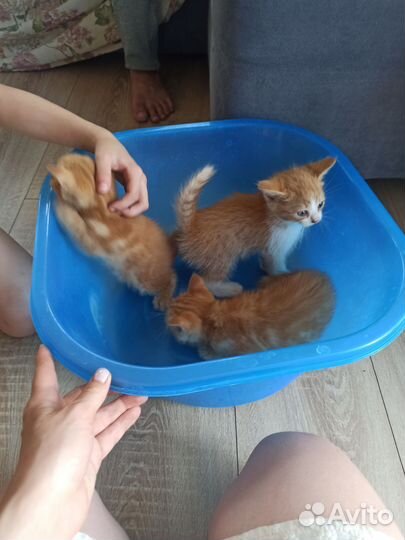 Кошки в добрые руки бесплатно