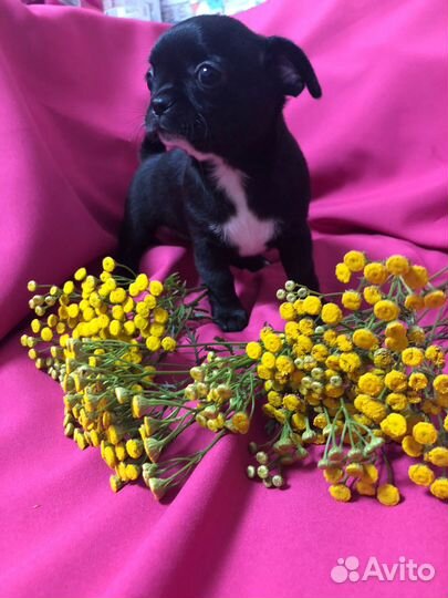 Щенки чихуахуа девочки