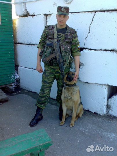 Дрессировка собак кинолог передержка