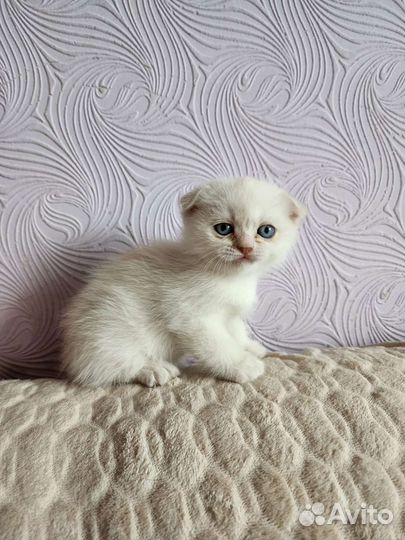 Шотландская