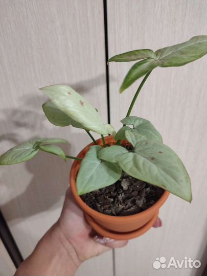 Сингониум конфетти милк