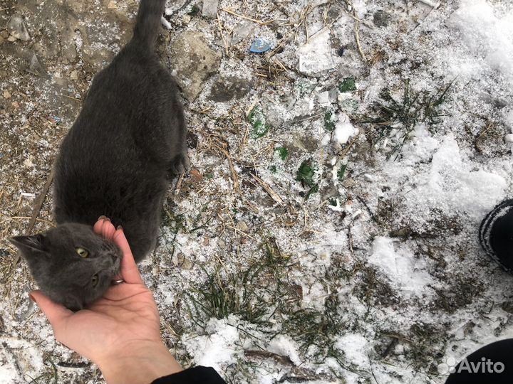 Котенок