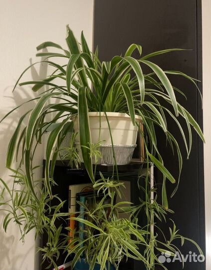 Хлорофитум