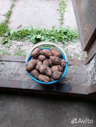 Семенной картофель