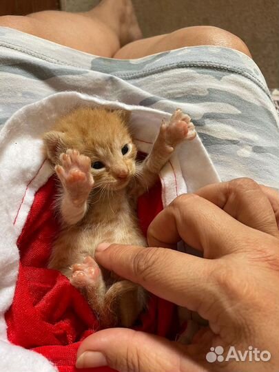 Рыжий Котенок в добрые руки в дар