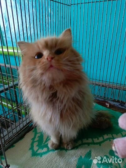 Кошки и коты из отлова ждут Своих Людей