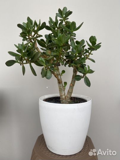 Красула овата