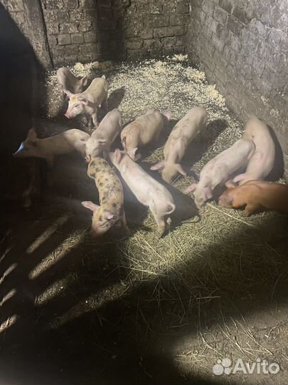 Поросята(домашнии)