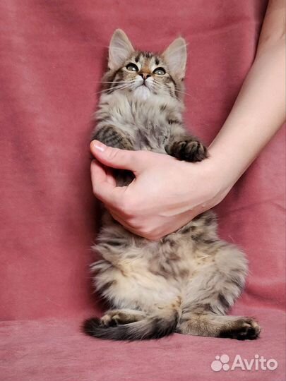 Котенок девочка