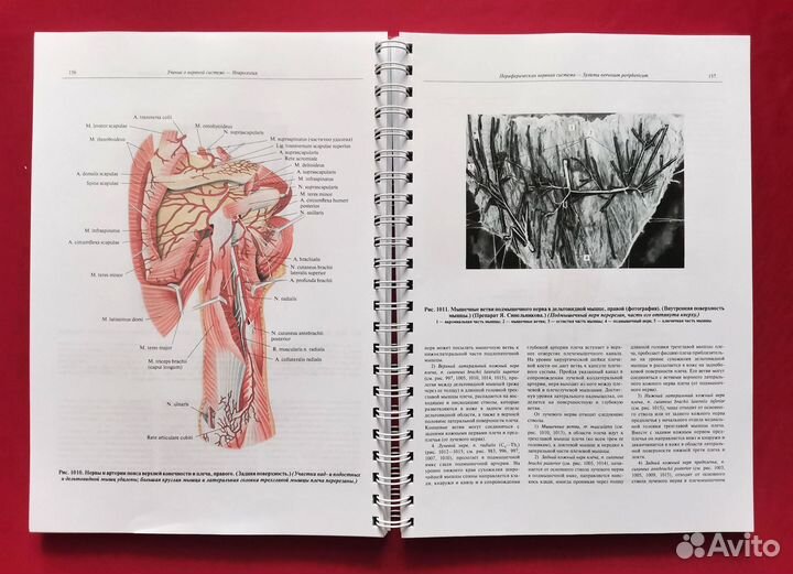 Атлас анатомии человека 2018-2019 гг