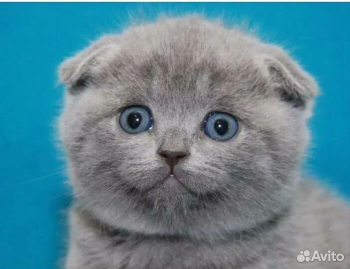 Шотландские котята