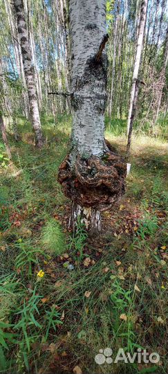 Кап сувель берёзовый