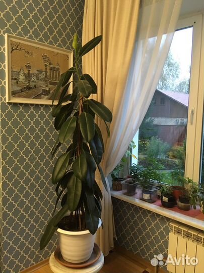 Фикусы большие