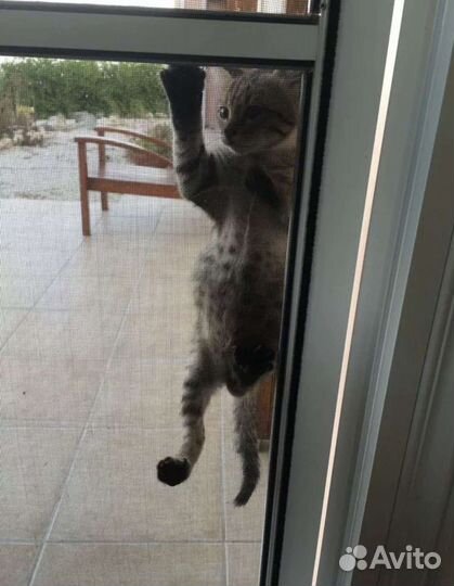 Москитная сетка антикошка