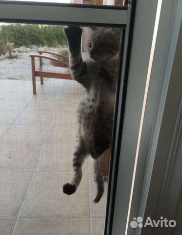 Москитная сетка антикошка