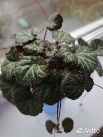 Хатиора, камнеломка, хлорофитум