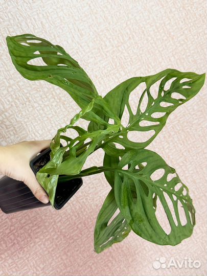 Монстера эскилето