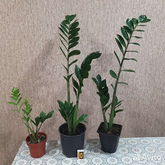 Замиокулькас