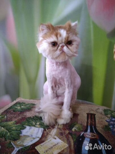 Кастрация котов, кошек, гигиеническая стрижка