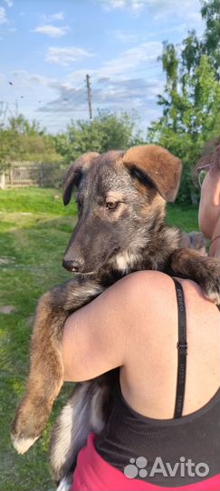 Метисы немецкой овчарки