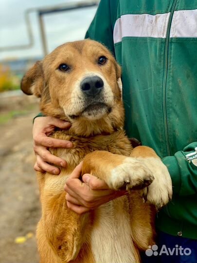 Ждут и Верят