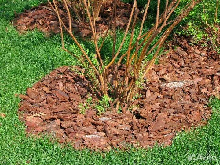 Кора сосны мульча