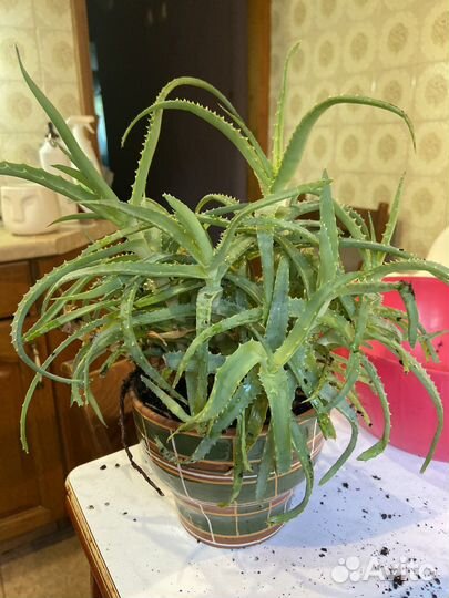 Комнатные цветы алоэ