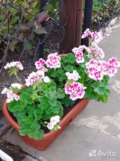 Пеларгония герань