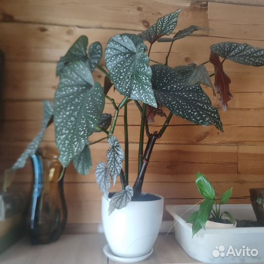 Бегония королевская