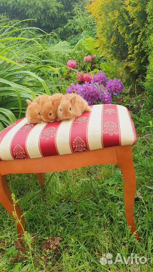 Солнечные малыши