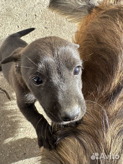 Отдам бесплатно