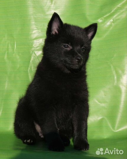 Схипперке (шипперке)