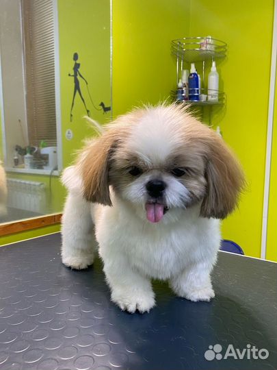 Груминг, стрижка, уход для собак