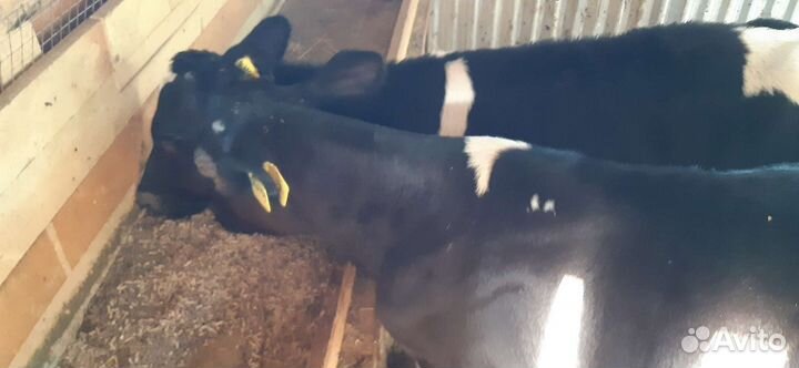 Бычки