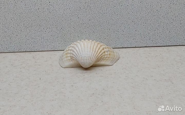 Гребешок 6,80 морская ракушка раковина