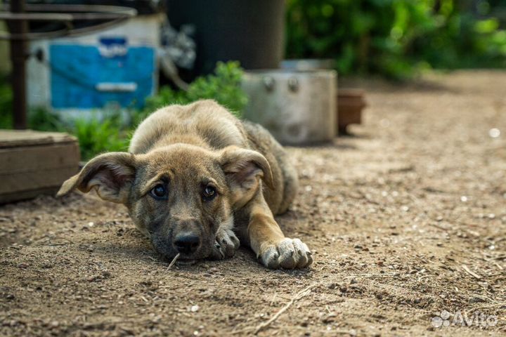 Маленькая красавица Хильда в самые добрые руки
