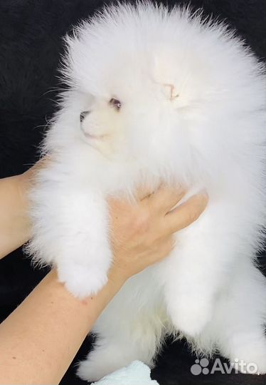 Померанский шпиц мини