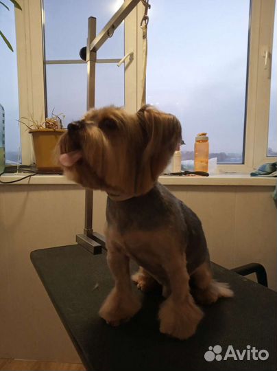 Груминг (стрижка домашних животных), выезд на дом