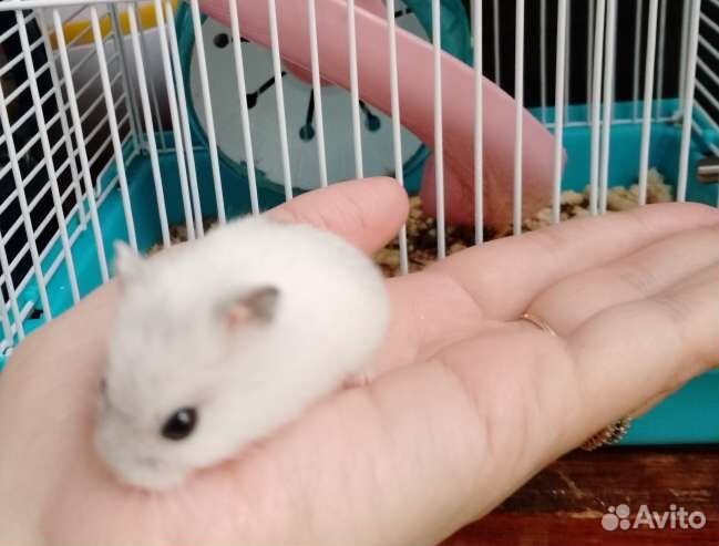 Джунгарский хомяк белый