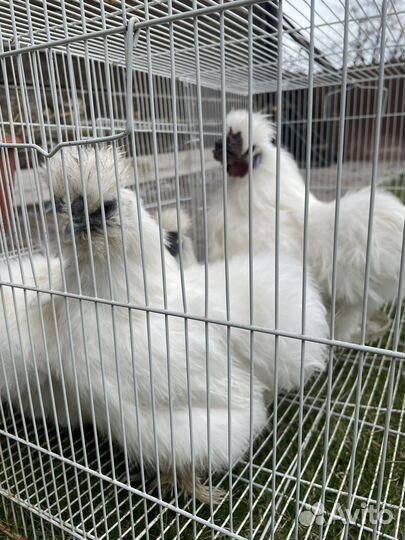 Китайские шелковые куры