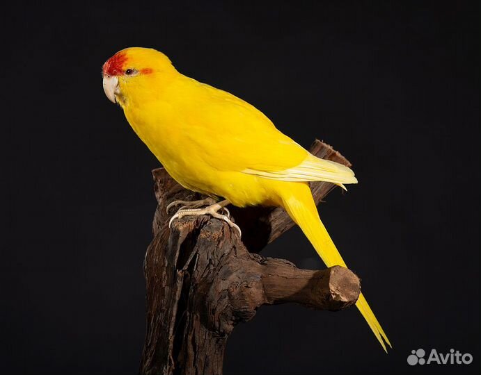 Волнистый попугай, Корелла, Неразлучники какарик