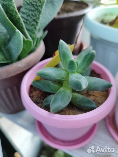 Суккуленты Пахифитум компактум